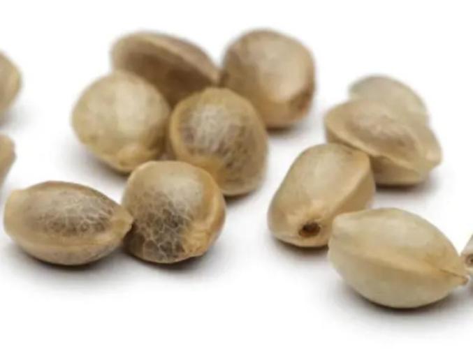 Granddaddy Purple. Week 0