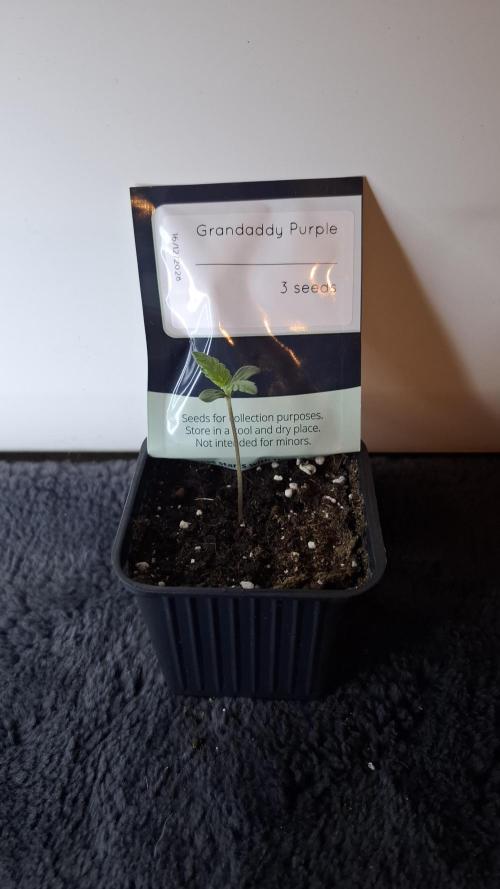 Granddaddy Purple. Week 1