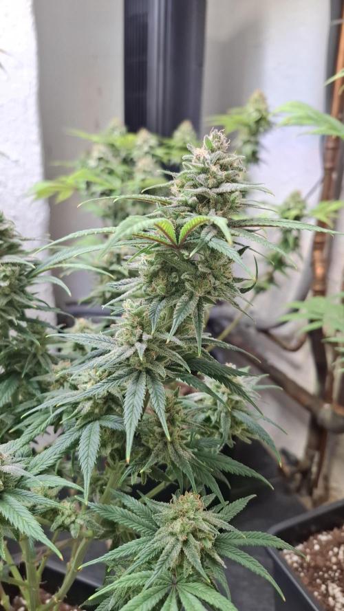Coco Jambo. Week 13