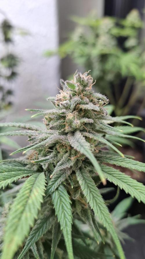 Coco Jambo. Week 13