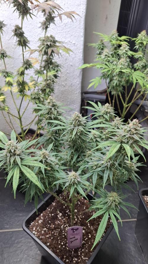 Coco Jambo. Week 13