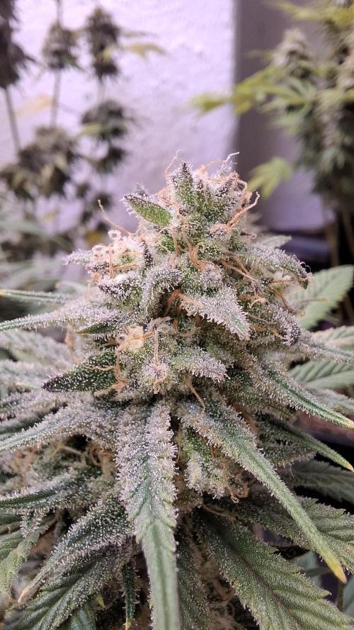 Coco Jambo. Week 13