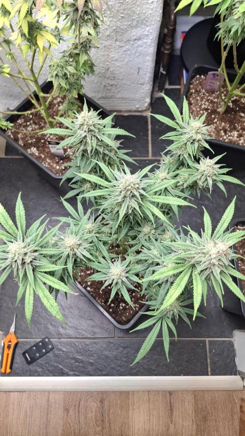 Coco Jambo. Week 13