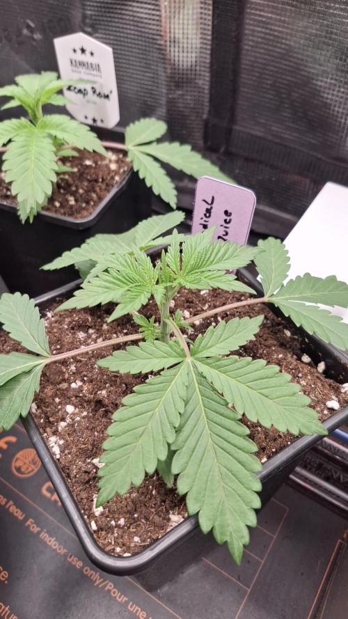 Radical Juice. Week 3