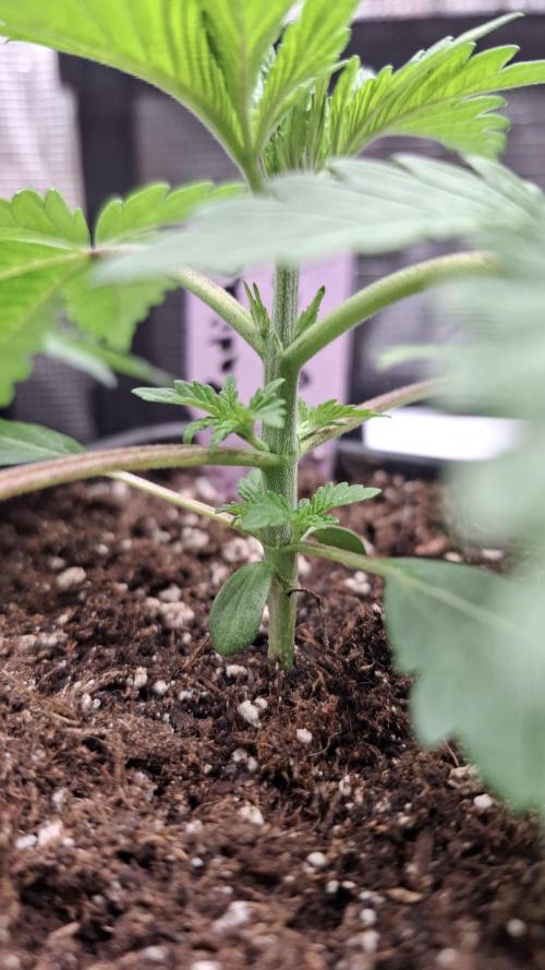 Radical Juice. Week 3