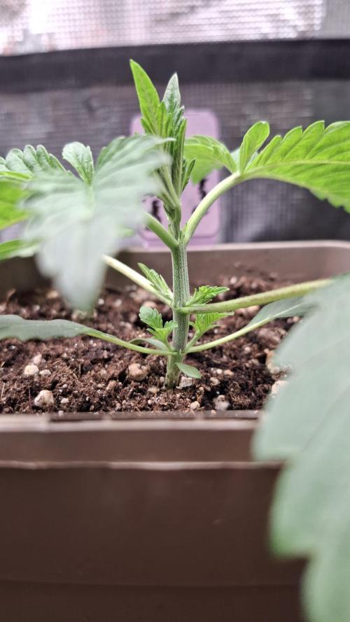 Radical Juice. Week 3