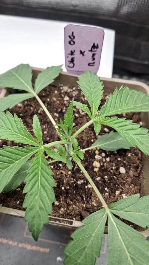 Radical Juice. Week 3