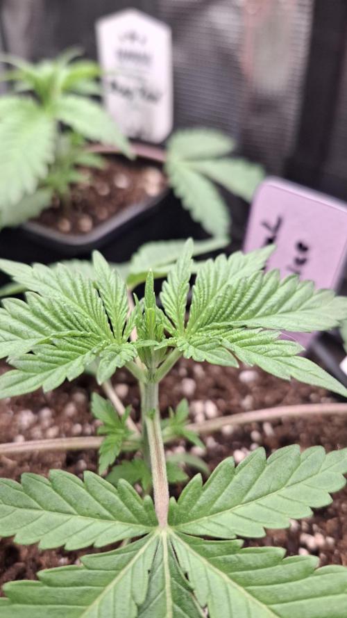 Radical Juice. Week 3