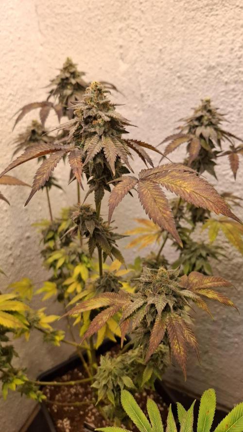 White Noise. Week 14