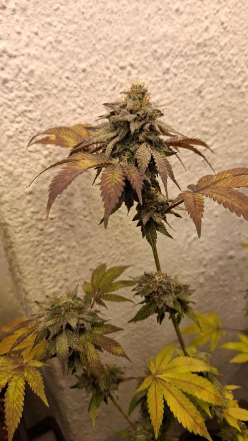 White Noise. Week 14