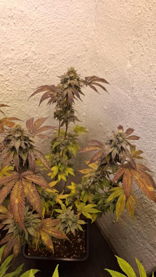 White Noise. Week 14