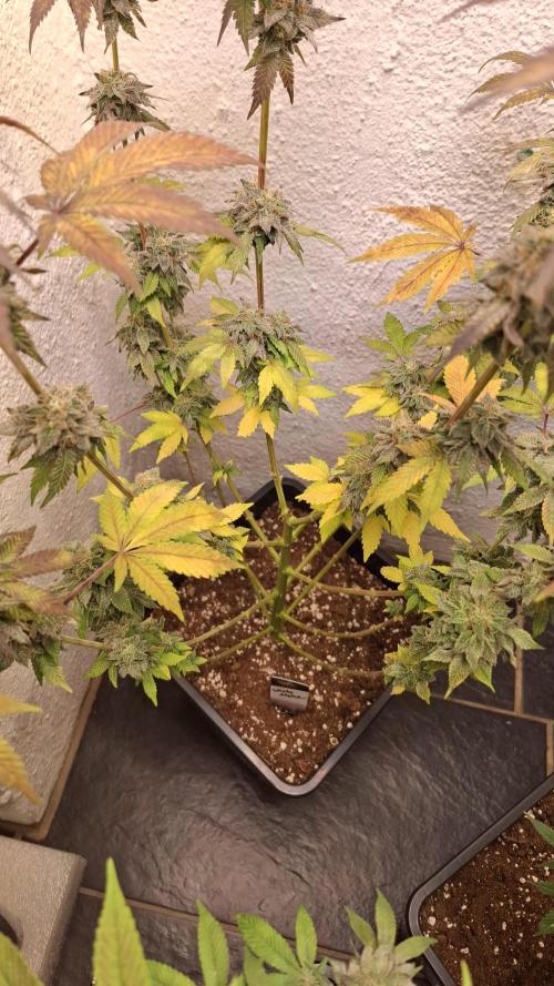 White Noise. Week 14