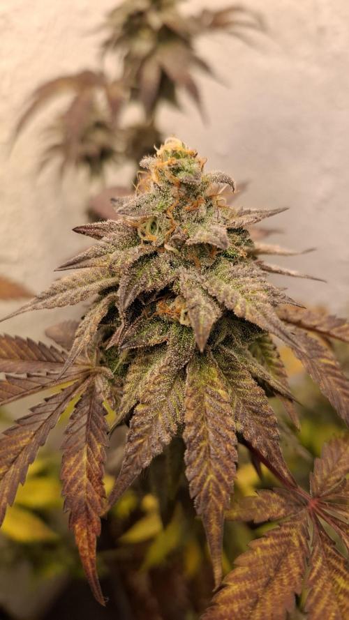 White Noise. Week 14