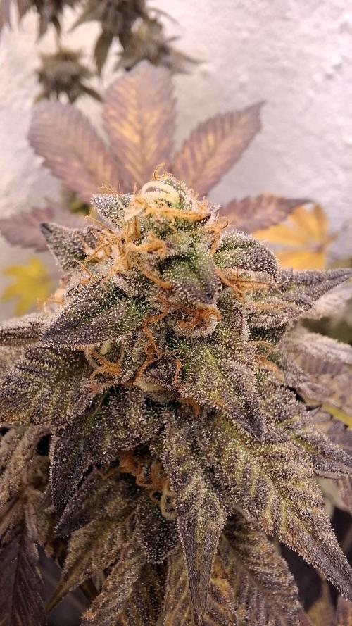 White Noise. Week 14