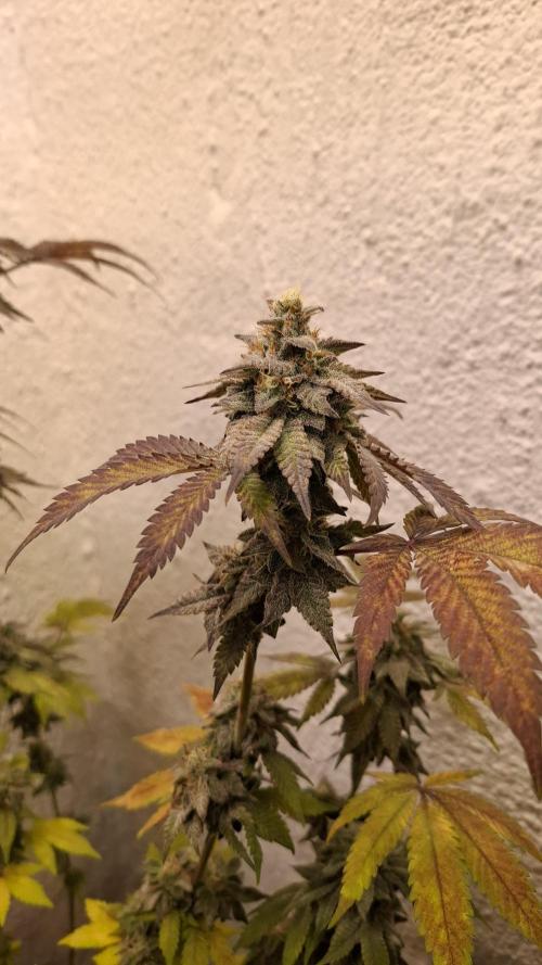 White Noise. Week 14