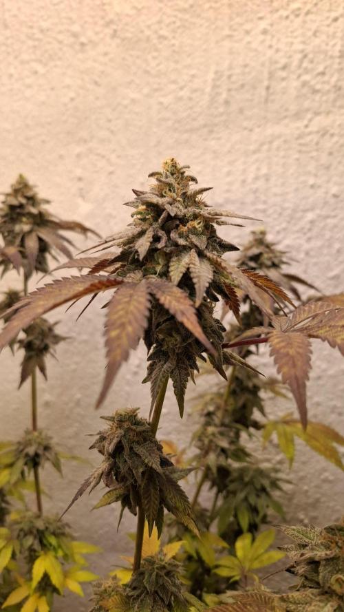 White Noise. Week 14