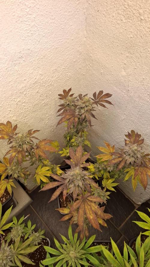 White Noise. Week 14