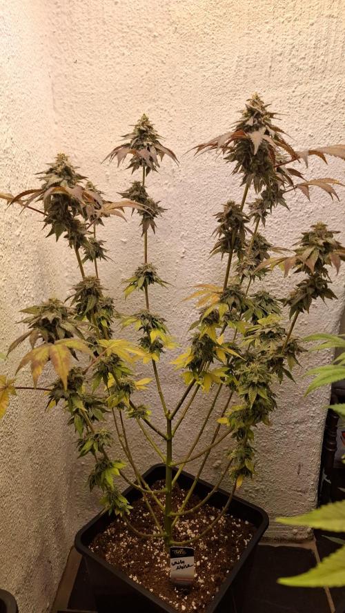 White Noise. Week 14