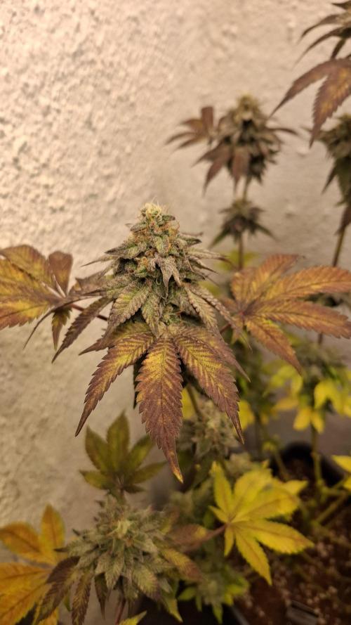 White Noise. Week 14