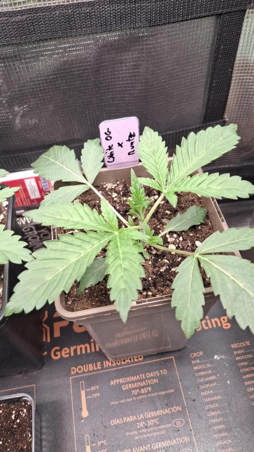 White OG x Runtz. Week 3