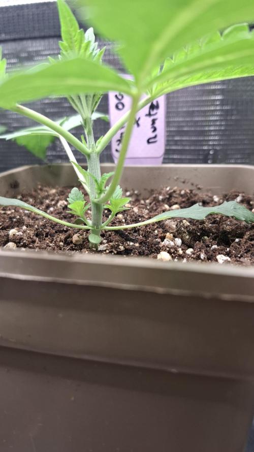 White OG x Runtz. Week 3