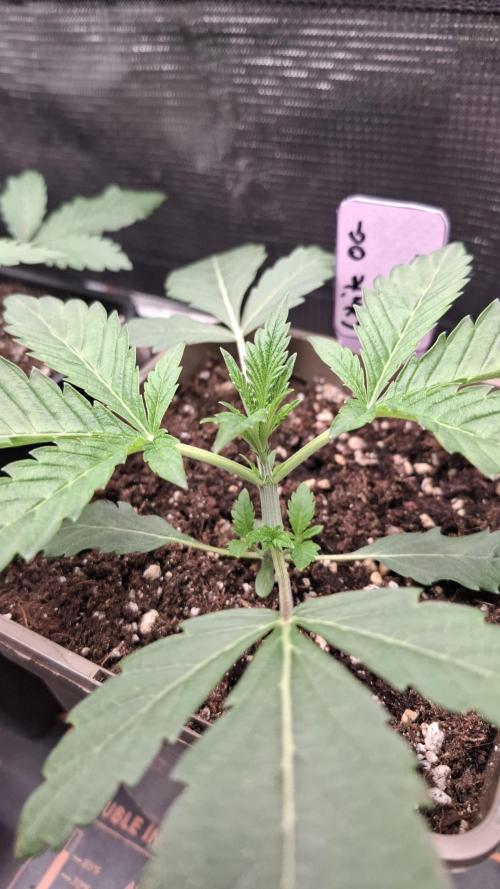 White OG x Runtz. Week 3