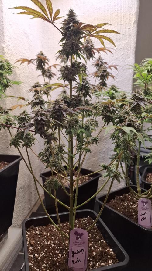 Glowberry Rush. Week 14