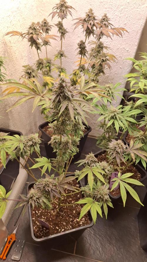 Glowberry Rush. Week 14