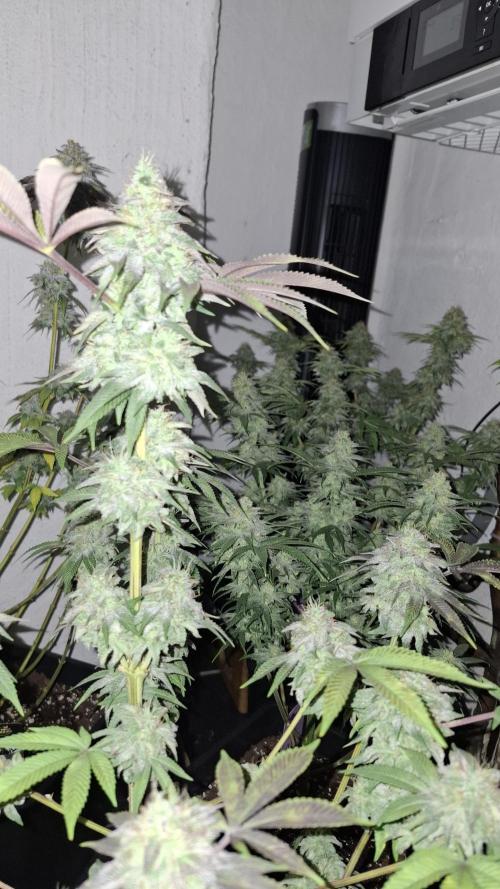 Glowberry Rush. Week 14