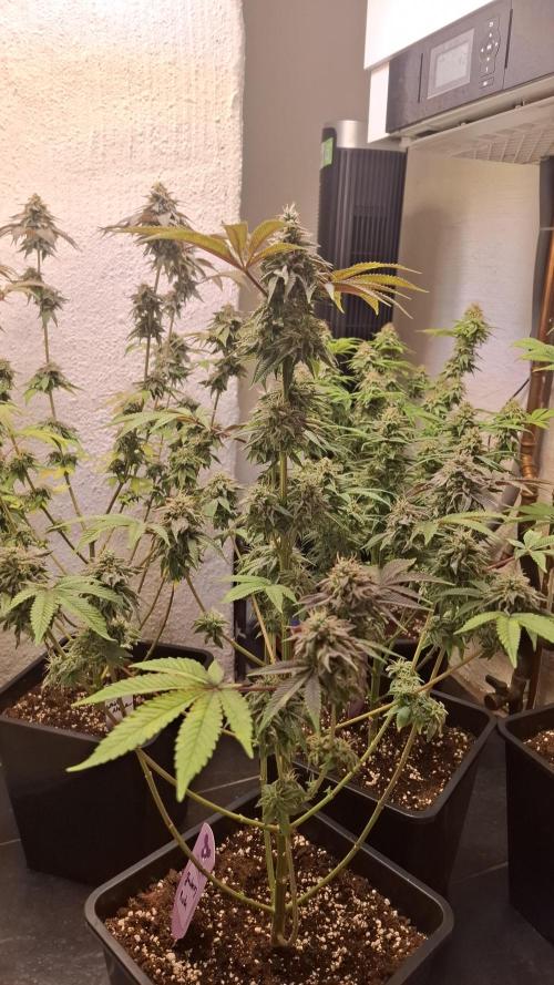 Glowberry Rush. Week 14