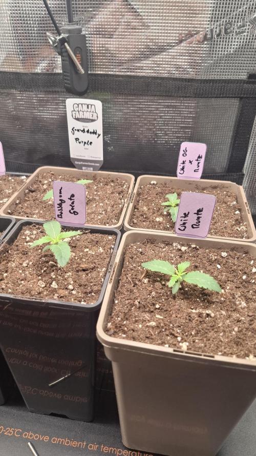 Bubblegum Gelato. Week 2