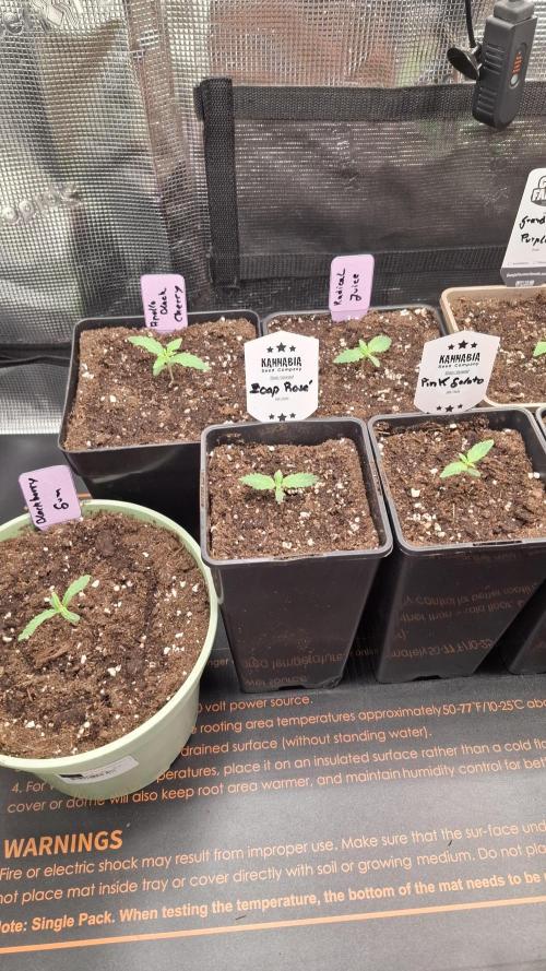 Bubblegum Gelato. Week 2