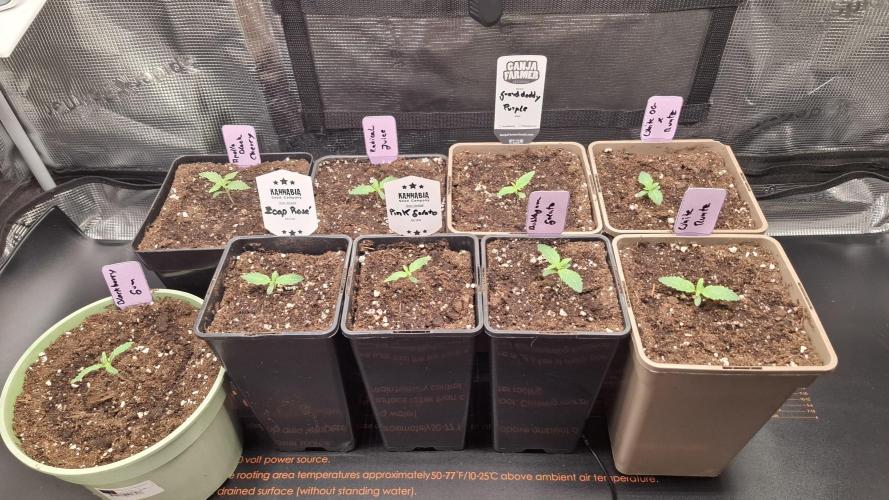 Bubblegum Gelato. Week 2