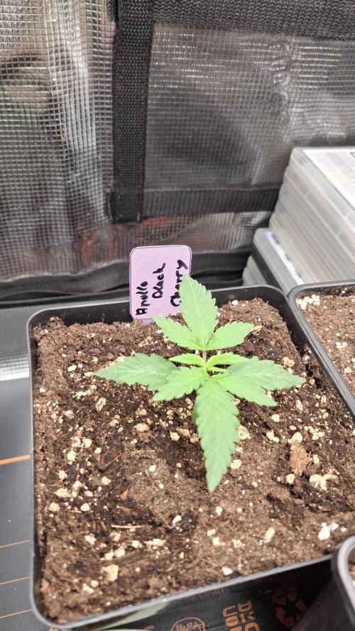 Apollo Black Cherry. Week 2
