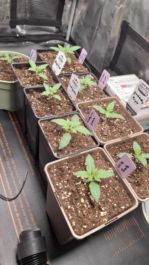 Apollo Black Cherry. Week 2