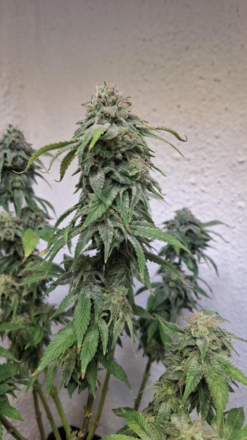 Honey Fried Bananas. Week 13