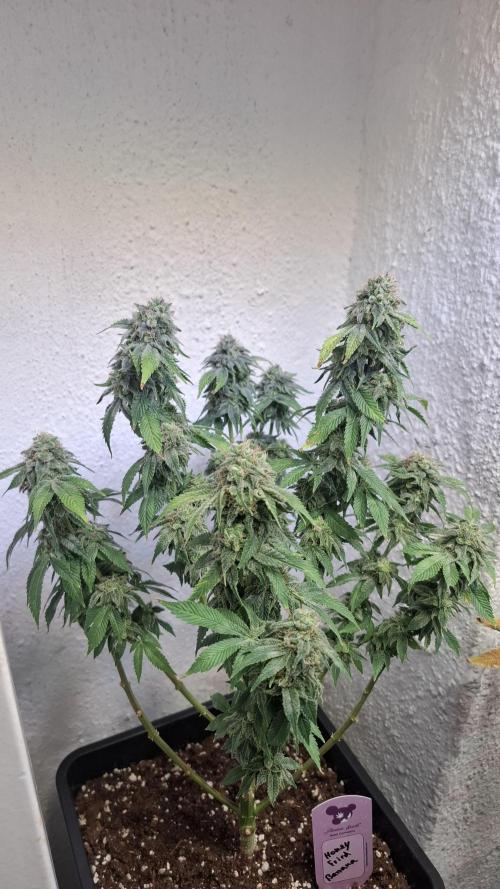 Honey Fried Bananas. Week 13