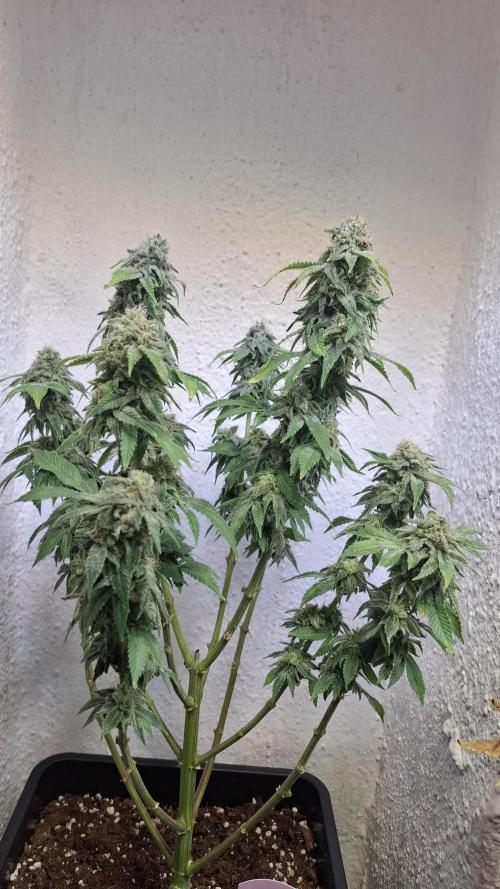 Honey Fried Bananas. Week 13