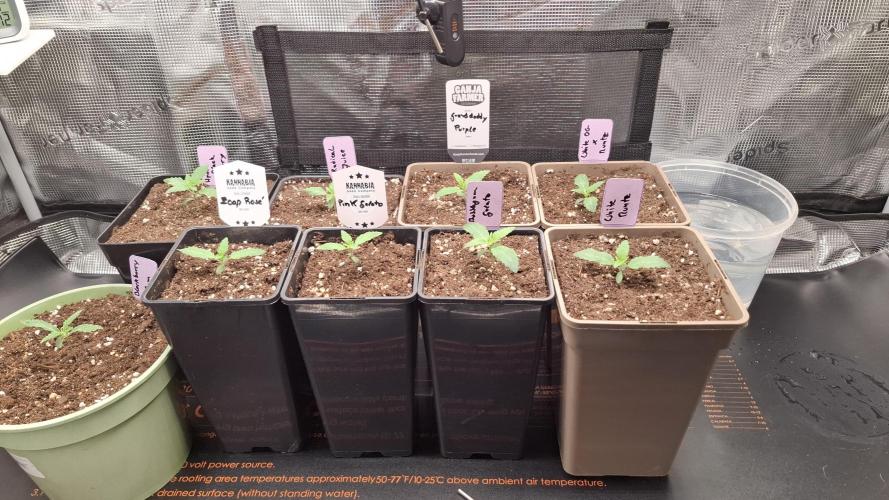 Granddaddy Purple. Week 2