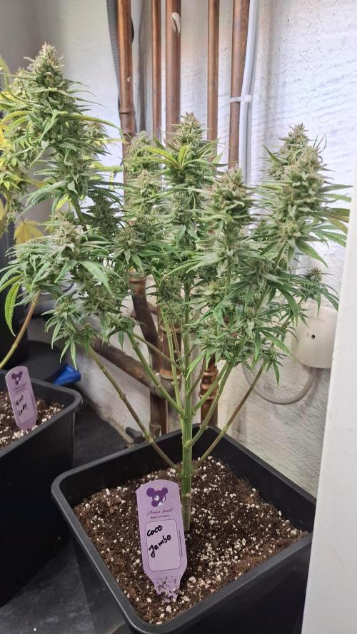 Coco Jambo. Week 14