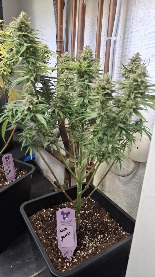 Coco Jambo. Week 14
