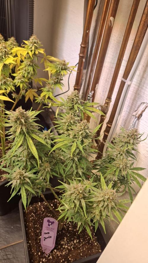 Coco Jambo. Week 14