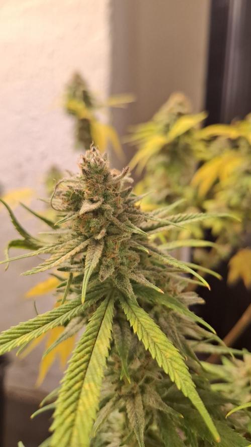 Coco Jambo. Week 14
