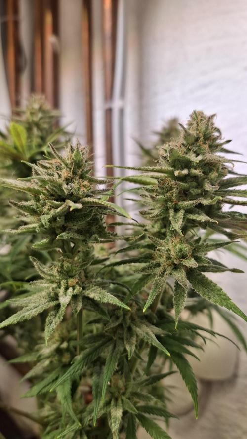 Coco Jambo. Week 14