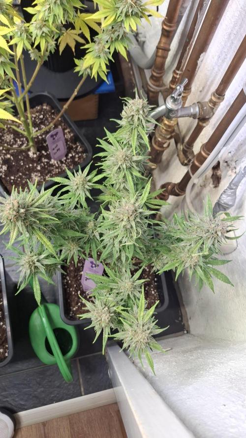 Coco Jambo. Week 14