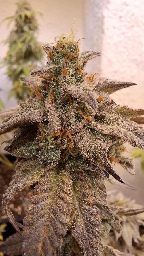 White Noise. Week 15