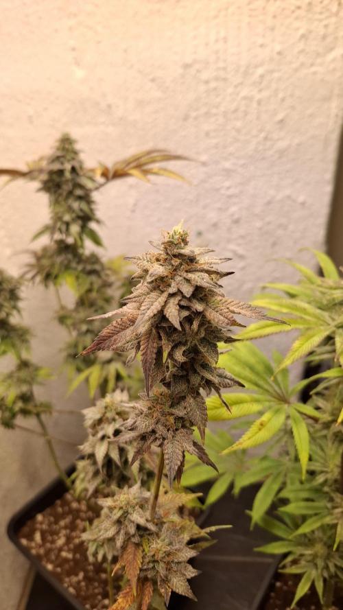 White Noise. Week 15