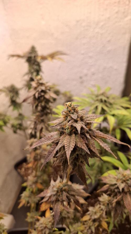 White Noise. Week 15