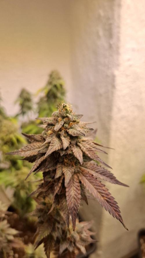 White Noise. Week 15