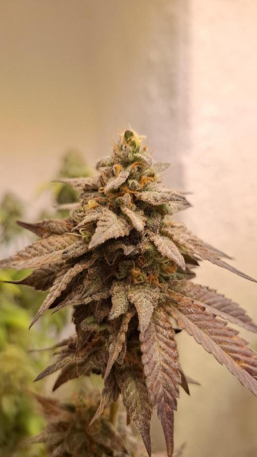 White Noise. Week 15